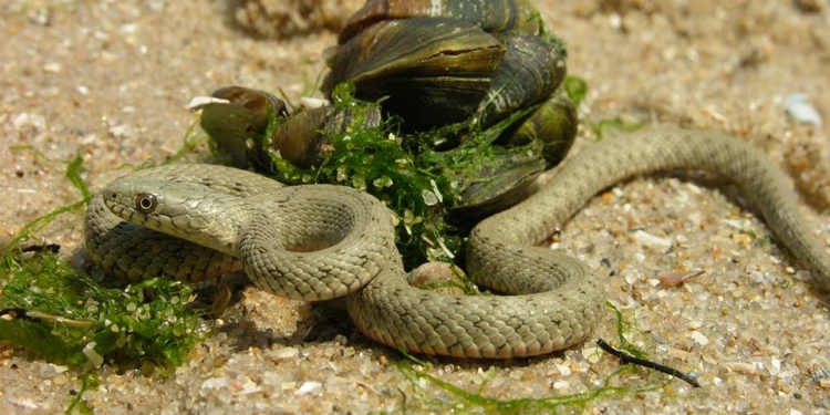 Директор зоопарка призвал николаевцев не путать безобидных ужей с гадюками