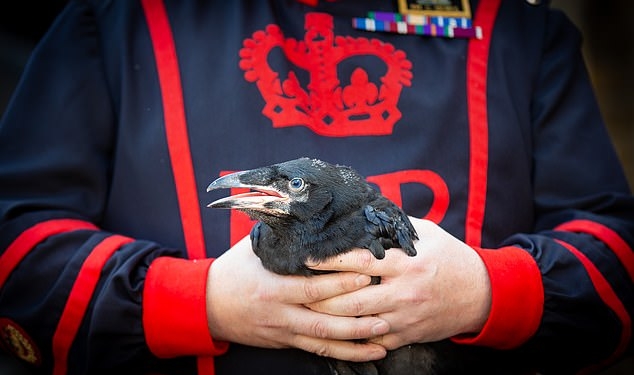 За Британию можно не переживать: впервые за 30 лет Тауэрские вороны принесли потомство (ФОТО)