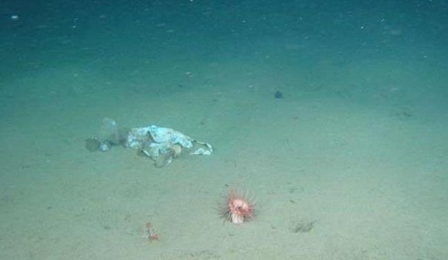 На дне Марианской впадины нашли пластиковый мусор