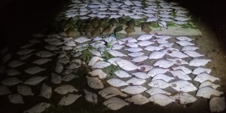 На Николаевщине браконьер наловил глосиков на 250 тыс.грн. (ФОТО)