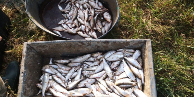 На Южном Буге браконьер наловил рыбы на 40 тыс.грн. (ФОТО)