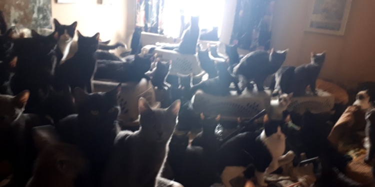 Там больше 6 нельзя. У жителя Торонто в квартире обнаружили 300 кошек (ВИДЕО)