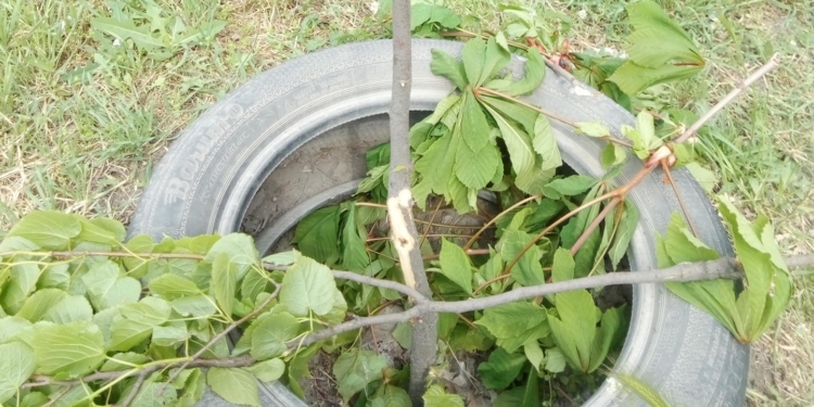 В Николаеве вандалы повредили 30 молодых деревьев, высаженных горожанами за своей счет