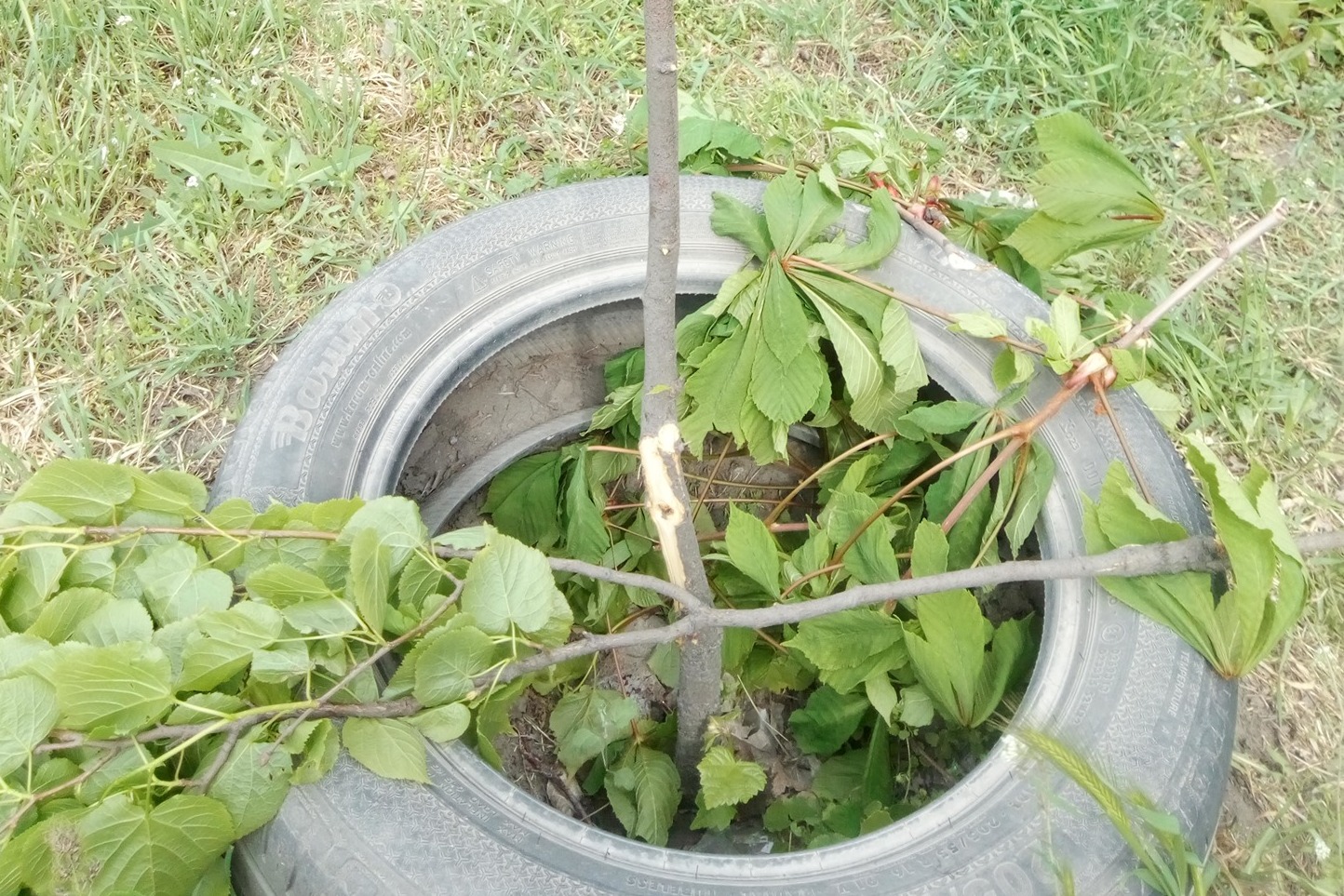 В Николаеве вандалы повредили 30 молодых деревьев, высаженных горожанами за своей счет