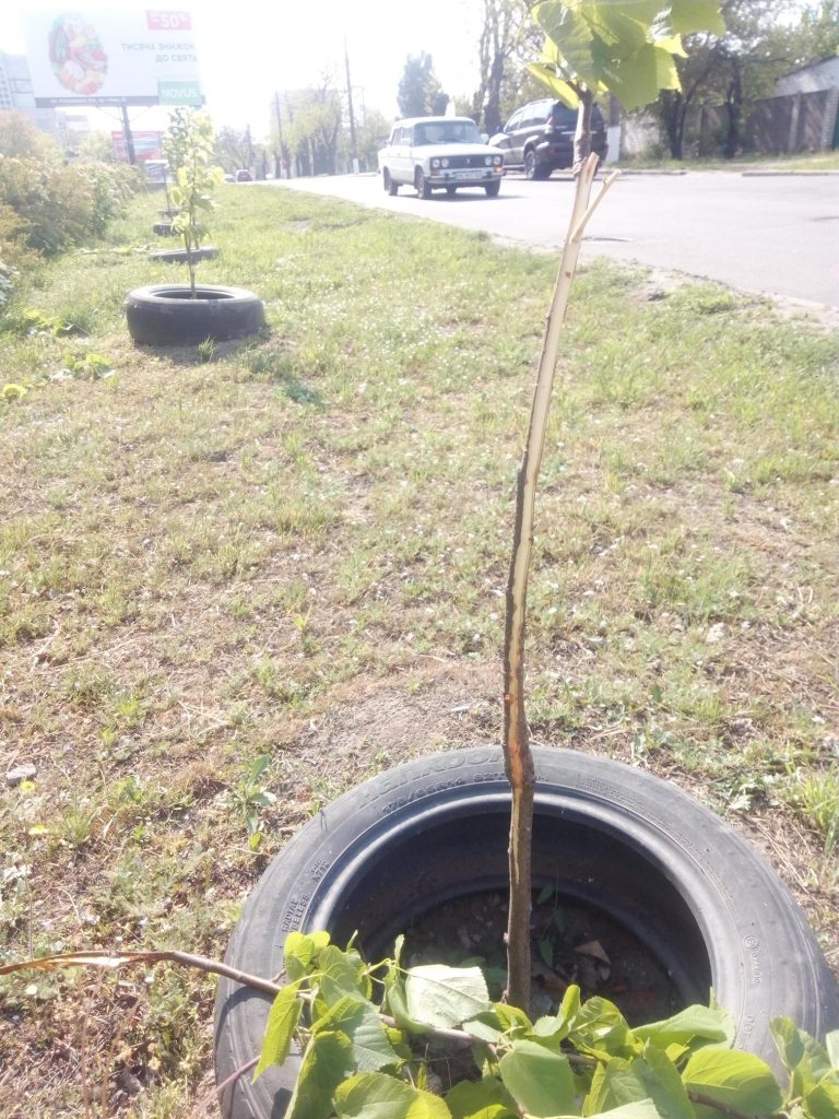 В Николаеве вандалы повредили 30 молодых деревьев, высаженных горожанами за своей счет 17