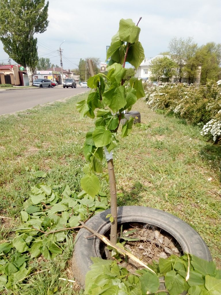 В Николаеве вандалы повредили 30 молодых деревьев, высаженных горожанами за своей счет 3