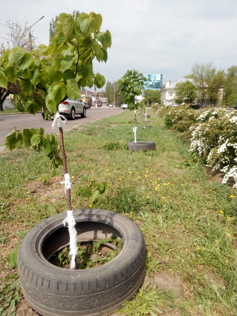 В Николаеве вандалы повредили 30 молодых деревьев, высаженных горожанами за своей счет 19