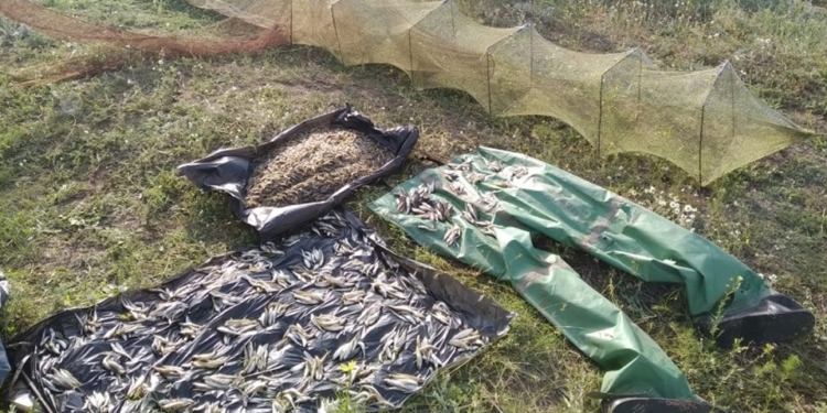 Очередные креветочные браконьеры были задержаны на Березанском лимане (ФОТО)