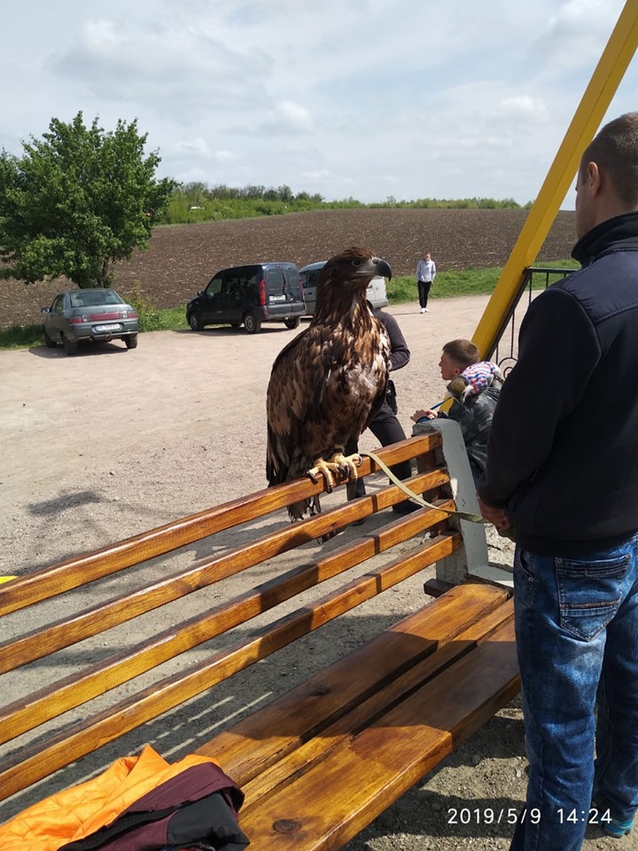 В нацпарке "Бугский гард" на Николаевщине пытаются изъять у горе-бизнесменов краснокнижного орлана (ФОТО) 2