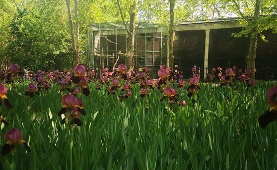 Николаевцев-садоводов просят поделиться ирисами для Николаевского зоопарка