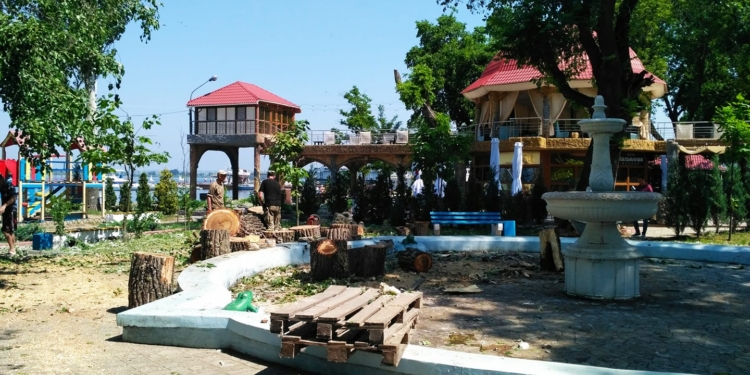 В Николаевском яхт-клубе спилили огромный тополь, на очереди – его соседи  (ФОТО, ВИДЕО)