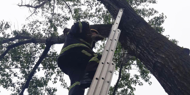 В Николаеве кот сбежал из дома и залез на дерево. Хозяйка вызвала спасателей