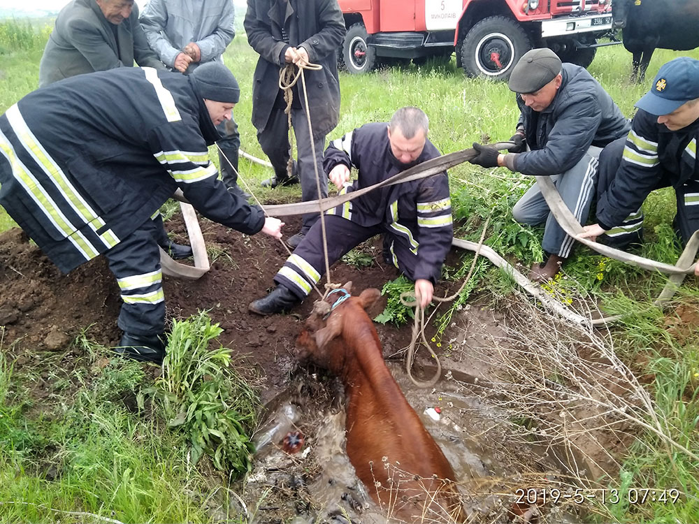 В Корабельном районе Николаева спасатели достали корову из шестиметрового колодца (ФОТО) 1