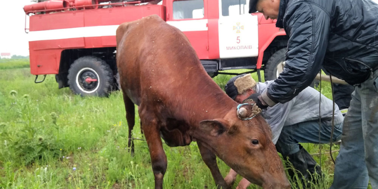 В Корабельном районе Николаева спасатели достали корову из шестиметрового колодца (ФОТО)