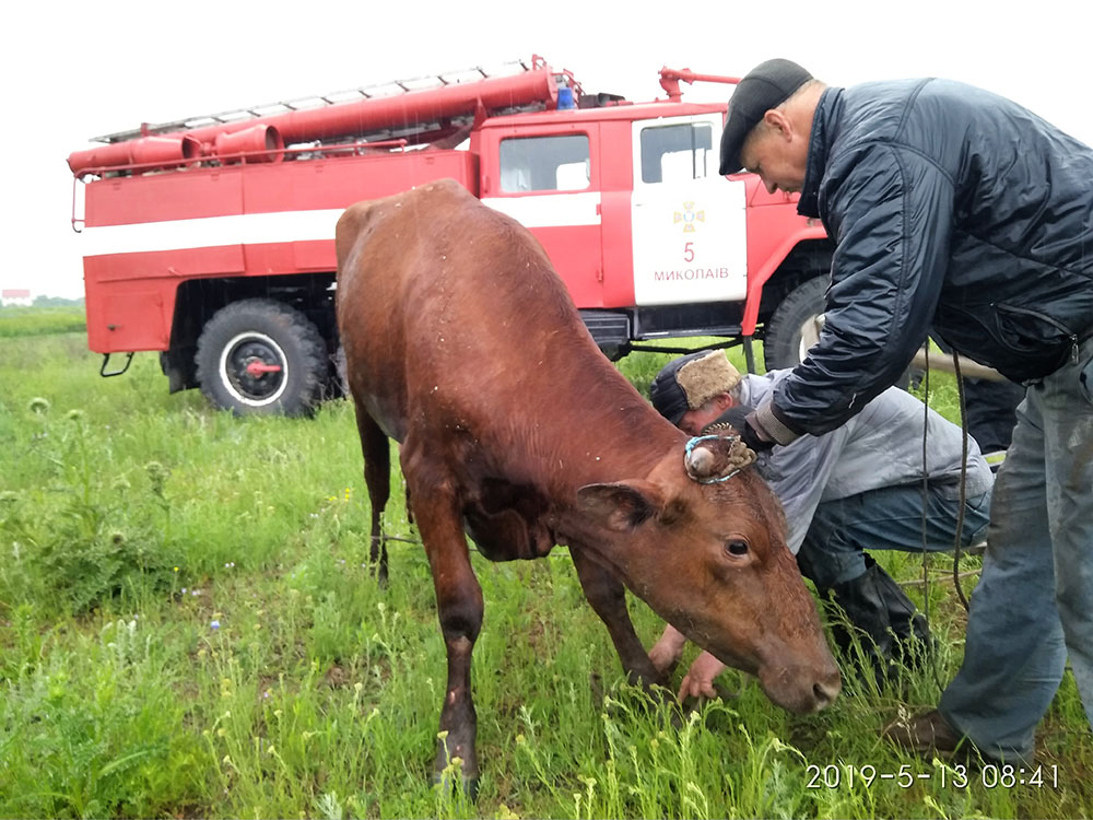 В Корабельном районе Николаева спасатели достали корову из шестиметрового колодца (ФОТО) 3