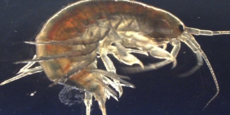 Британские ученые нашли в креветках кокаин