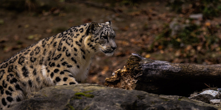 Около миллиона видов животных и растений находятся под угрозой исчезновения – ООН