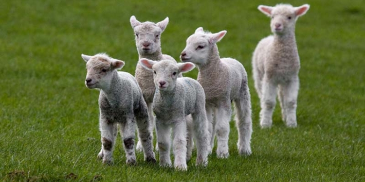 Школа записала в ученики 15 баранов, чтобы избежать сокращения классов