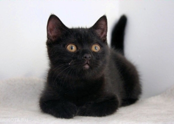 Будет Угольком: снятый николаевскими спасателями с дерева котенок нашел дом (ВИДЕО)