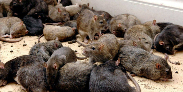 В Петербурге девочка жила в крысиной стае