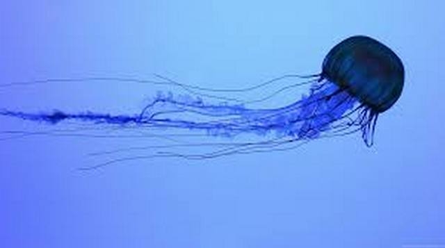 Нашли антидот от яда одного из самых опасных существ в мире