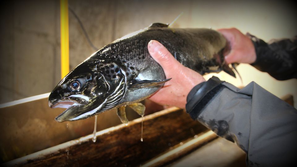 До 7,5 тысяч евро: в Финляндии увеличили штрафы за вылов редких видов рыб 1