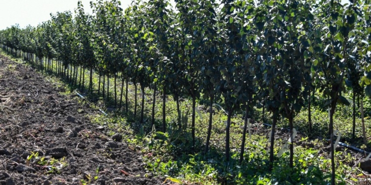 Что покупаем, что продаем? Украина нарастила импорт и экспорт саженцев