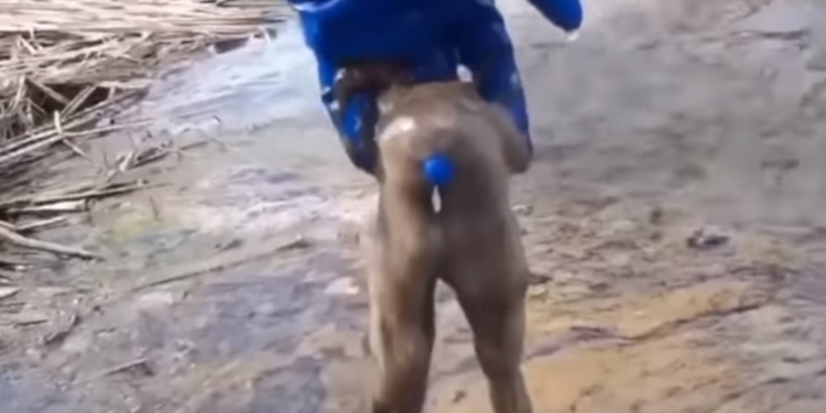 Под Житомиром в двух реках всплыла мертвая рыба: что произошло и при чем тут Николаев?