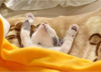 Австралийская компания ввела третий выходной день в среду – ее прибыль увеличилась почти в три раза