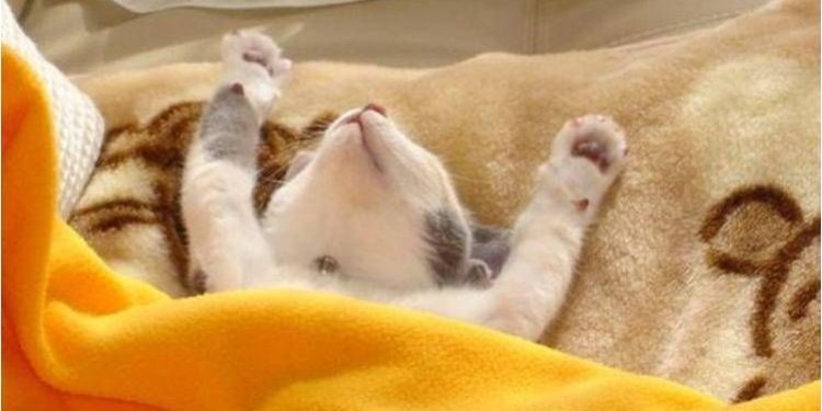 Австралийская компания ввела третий выходной день в среду – ее прибыль увеличилась почти в три раза