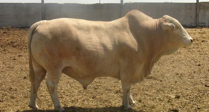 Хотят и могут. На Херсонщине “выращивают” мраморную  говядину