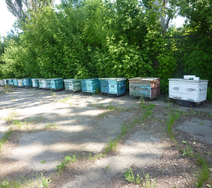 Привыкайте к боевым будням, насекомые! В Херсонской области территорию охраняют сторожевые пчелы 1