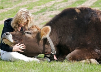 Некоторым украинским политикам в Австрии делать нечего – там просят не целовать коров