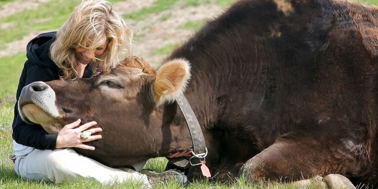 Некоторым украинским политикам в Австрии делать нечего – там просят не целовать коров