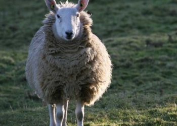 Брюссельский аэропорт нанял 100 овец для подравнивания травы