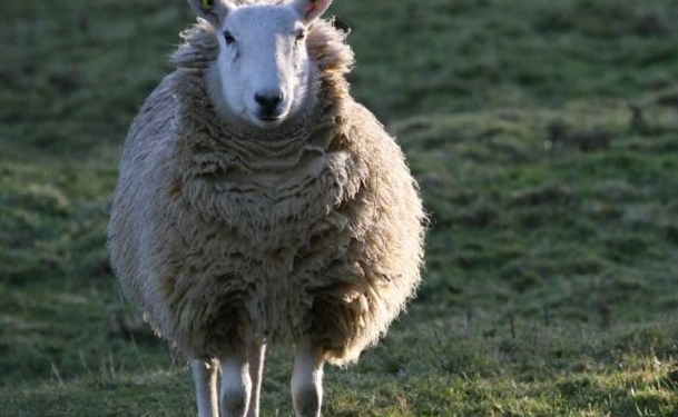 Брюссельский аэропорт нанял 100 овец для подравнивания травы