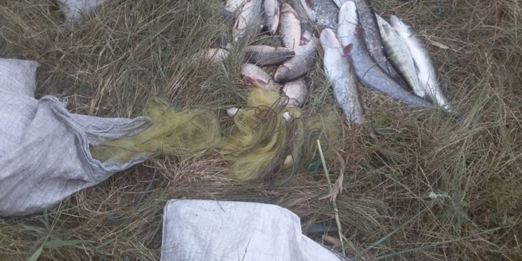 Николаевский рыбоохранный патруль задержал браконьеров, выловивших сомов и тиляпий на Ташлыкском водохранилище (ФОТО)