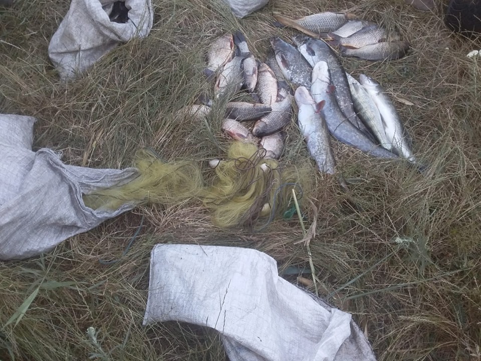 Николаевский рыбоохранный патруль задержал браконьеров, выловивших сомов и тиляпий на Ташлыкском водохранилище (ФОТО) 1