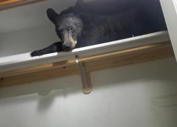 Не каждый гость в радость: в США забравшегося в дом и уснувшего в гардеробе медведя пришлось выпроваживать с помощью полиции (ФОТО, ВИДЕО)