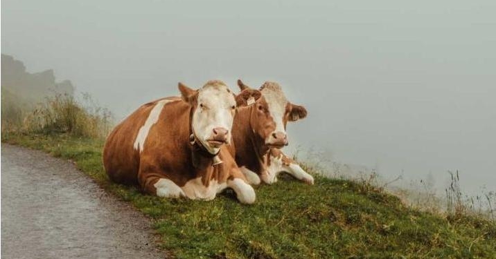 В Польше обнаружилось стадо бездомных коров – местные жители готовы разобрать одичавших животных, чтобы их не ликвидировали