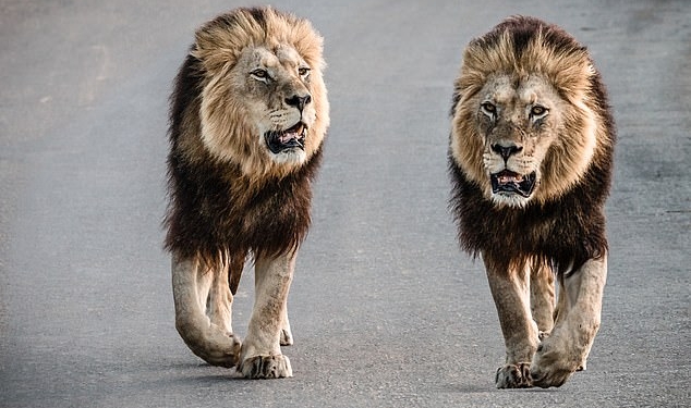 В ЮАР из Национального парка Крюгера сбежали 14 львов – теперь они бродят неподалеку от шахты у города Пхалаборва