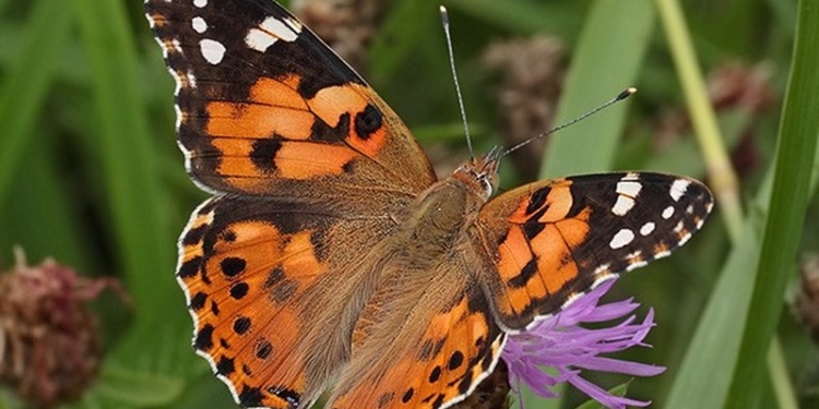 В Николаевской области – нашествие бабочек-репейниц, которые могут навредить сельхозкультурам