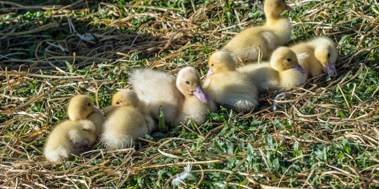 Всем хорошо. Фермеры отказываются от пестицидов – используют уток