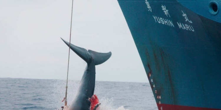 Япония возобновляет коммерческий китобойный промысел после 33-летнего перерыва