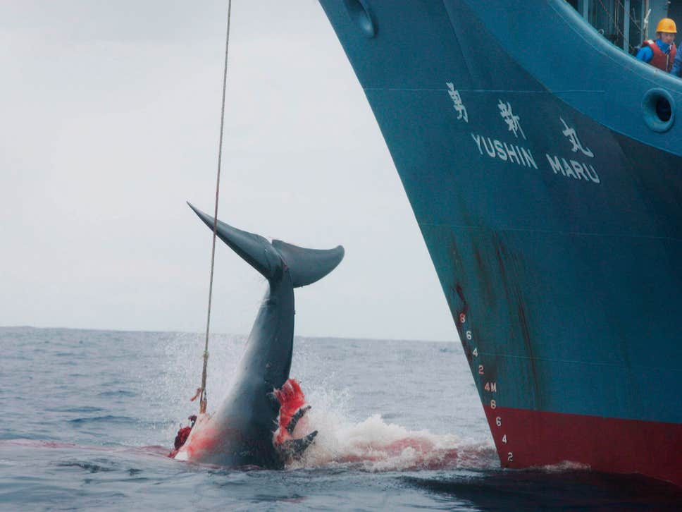 Япония возобновляет коммерческий китобойный промысел после 33-летнего перерыва 1