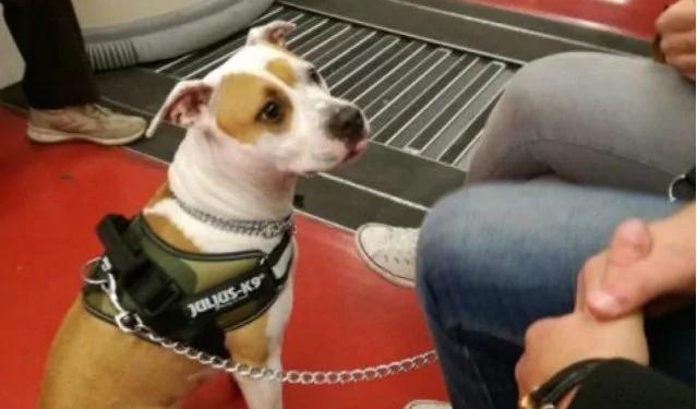 В общественном транспорте Милана отменят платный проезд для кошек и собак