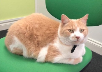 Обидевшийся кот сбежал из дома и стал звездой в английской деревне (ФОТО)