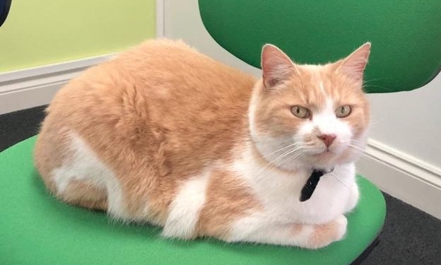 Обидевшийся кот сбежал из дома и стал звездой в английской деревне (ФОТО)