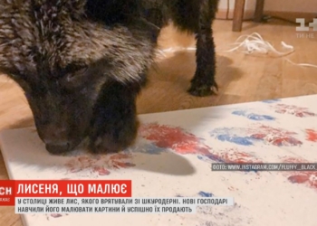 В Киеве лисенок рисует картины, которые продают по 13 тысяч гривень (видео)