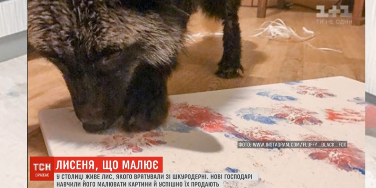 В Киеве лисенок рисует картины, которые продают по 13 тысяч гривень (видео)